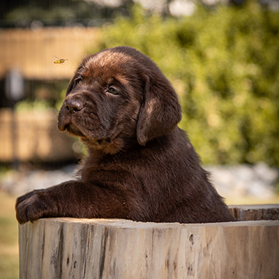 paket_zuechter_mandy_ostwald_hundefotografie_zwickau_112